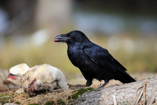 Common raven (Corvus corax), adult, eating carrion, Zdarske Vrchy, Bohemian-Moravian Highlands, Czech Republic