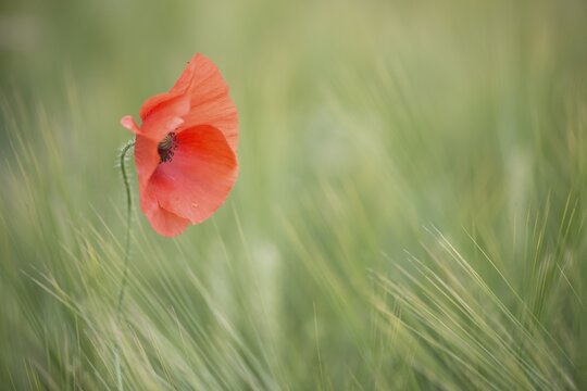 Poppy flower (Papaver rhoeas) in a barley field, Emsland, Lower Saxony, Germany