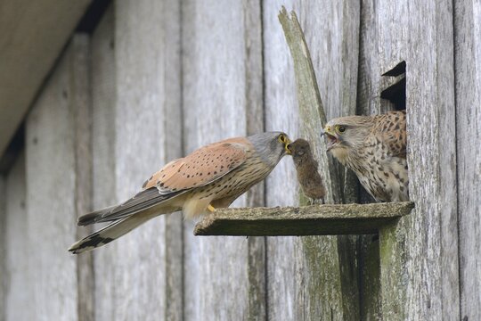 Common kestrels (Falco tinnunculus), mouse transfer, Emsland, Lower Saxony, Germany