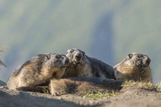 Three alpine marmots (Marmota marmota), High Tauern National Park, Carinthia, Austria