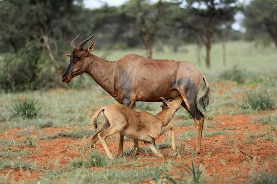 Tsessebe (Damaliscus lunatus), lyrebird, crescent moon antelope, adult, female, juvenile, suckling, Mokala National Park, Northern Cape, South Africa