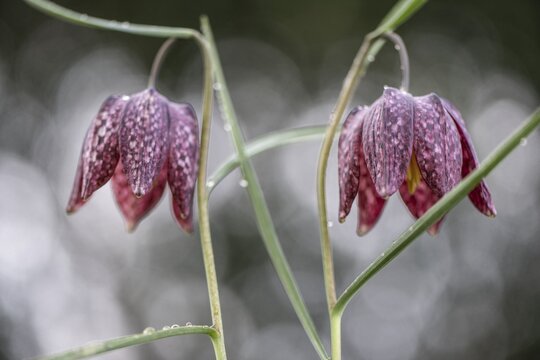 Snake's Head Fritillary (Fritillaria meleagris), Emsland, Lower Saxony, Germany