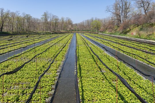 Rows of Wasabi plants in water, Wasabi cultivation, Daio Wasabi Farm, Nagano, Japan