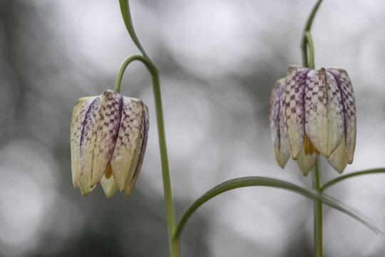 Snake's Head Fritillary (Fritillaria meleagris), Emsland, Lower Saxony, Germany