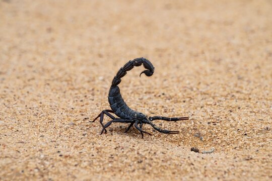 Black scorpion (Parabuthus villosus) running across sand, Namib Desert near Swakopmund, Namibia