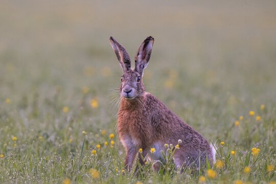 European hare (Lepus europaeus) in wet tall grass, Stuttgart, Rosensteinpark, Baden-W&uuml;rttemberg, Germany