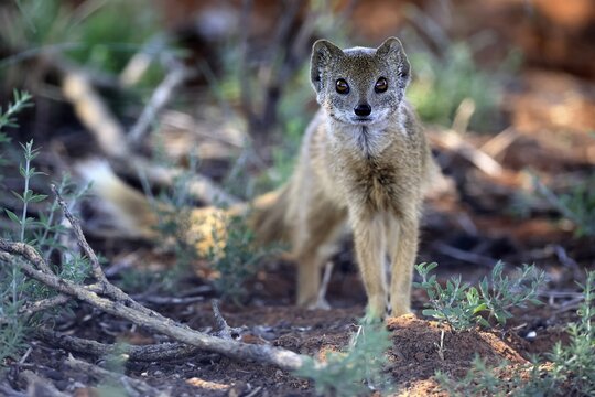 Fox mongoose (Cynictis penicillata), adult, alert, foraging, Mokala National Park, Northern Cape, South Africa