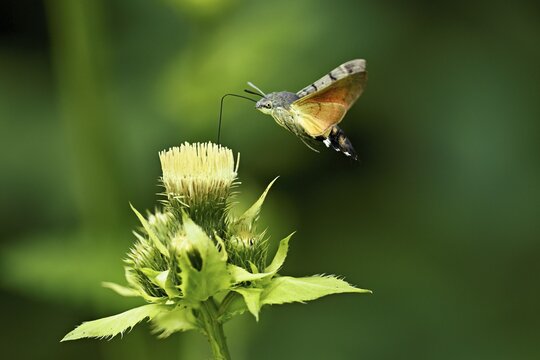 Dove's tail (Macroglossum stellatarum), flies on the flower of cabbage thistle (Cirsium oleraceum), Meienberg, Canton Aargau, Switzerland