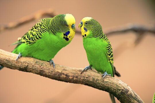 Budgies (Melopsittacus undulatus), pair sitting on branch, captive