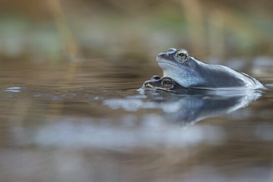 Moor frog (Rana arvalis), Emsland, Lower Saxony, Germany