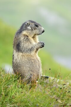Alpine Marmot (Marmota marmota), Grossglockner, Hohe Tauern National Park, Tyrol, Austria