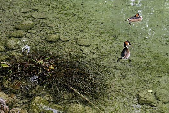 Great Crested Grebe (Podiceps scalloped ribbonfish), pair swimming in front of the nest, Lake Zug, Cham, Canton Zug, Switzerland