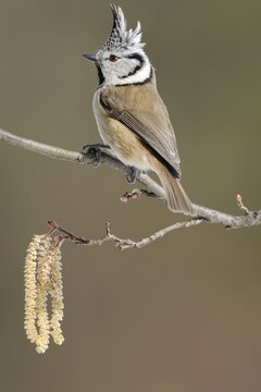 The Crested Tit (Lophophanes cristatus, formerly Parus cristatus) sitting on flowering hazel shrub