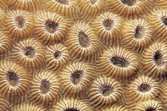 Stone coral (Favia favus), detail with indented polyps, Red Sea, Aqaba, Kingdom of Jordan