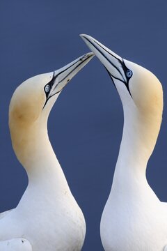 Gannets (Morus bassanus, Sula bassana) during courtship