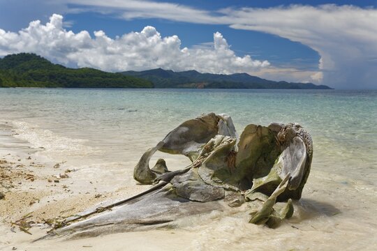Skull of a Humpback whale (Megaptera novaeangliae) on the beach, sea, island Selayar, South Sulawesi, Sulawesi, Indonesia