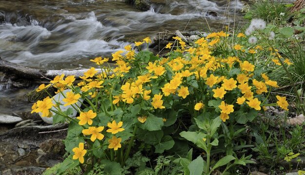 Kingcup or Marsh Marigold (Caltha palustris), Themenweg Wildwasser white water learning path, Mariensee, Lower Austria, Austria, Europe