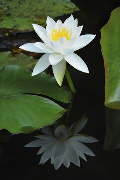 Blossoming Water Lily (Nymphaea) with reflection