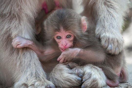 Japanese macaque (Macaca fuscata), animal baby, Yamanouchi, Nagano Prefecture, Honshu Island, Japan