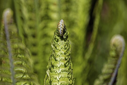 Fern, Wurmfarn (Dryopteris filix-mas), detail, Baden-W&uuml;rttemberg, Germany