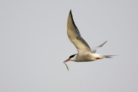 Common tern (Sterna hirundo), flying, with captured fish in beak, Texel Island, Holland, Netherlands