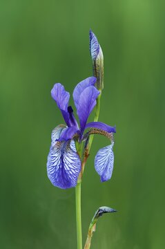 Siberian iris (Iris sibirica), flower, Canton Zug, Switzerland