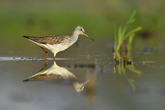 Common greenshank (Tringa nebularia), foraging in shallow water, Canton Aargau, Switzerland