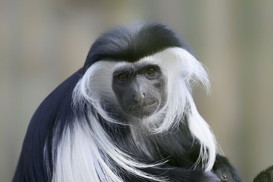 Tanzania stubby monkey (Colobus angolensis palliatus), adult, portrait, captive