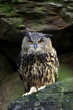 Eurasian eagle-owl (Bubo bubo), alert, captive, Germany