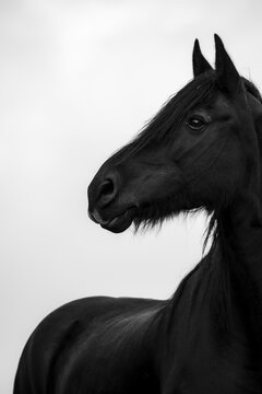 Black domestic horse (Equus caballus) in a meadow against a misty white sky, Innsbruck, Tyrol, Austria