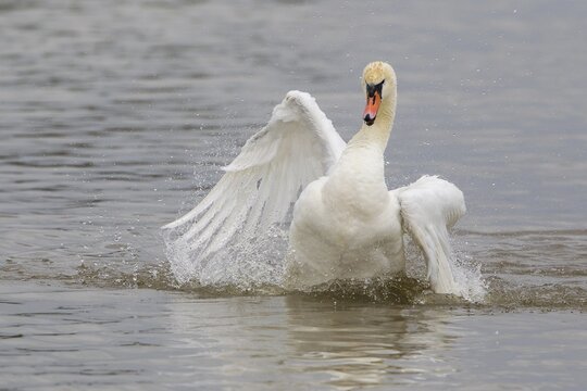 Mute Swan (Cygnus olor), taking a bath, North Hesse, Hesse, Germany