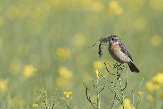 Stonechat (Saxicola rubescens), in a rape field, Emsland, Lower Saxony, Germany