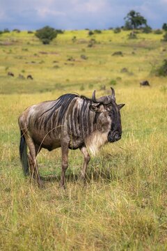 Blue wildebeest (Connochaetes taurinus), in the savannah, Serengeti National Park, Tanzania