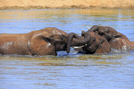 African elephant (Loxodonta africana) elephants bathing in the water, social behavior, Addo Elephant National Park, Eastern Cape, South Africa