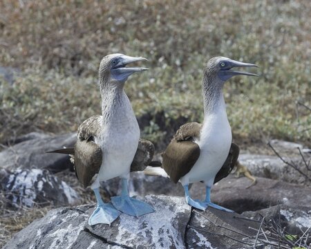 Blue-footed Boobies (Sula nebouxii), Isla Espanola, Gal&aacute;pagos Islands