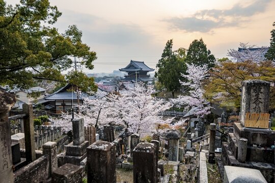 Cemetery and cherry blossom at sunset, Konkai-Komyoji Temple, Kurodanichō, Kyoto, Japan