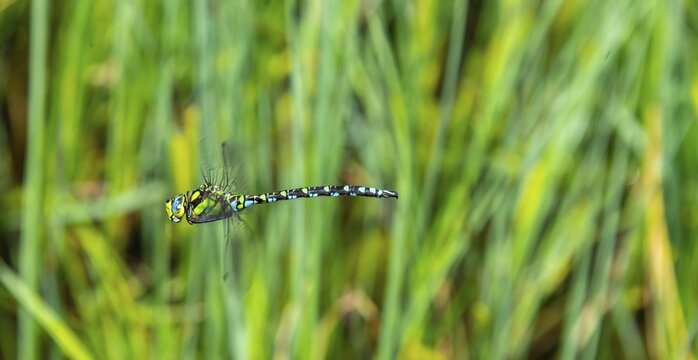 Southern Hawker (Aeshna cyanea), male in flight in front of reeds, Upper Austria, Austria