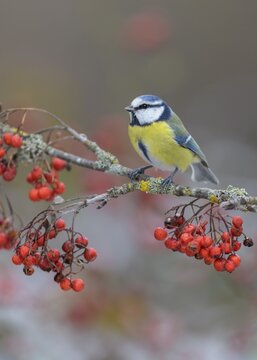 Blue tit (Cyanistes caeruleus), on a lichen-covered rowan branch with red berries, Swabian Alb Biosphere Reserve, Baden-W&uuml;rttemberg, Germany