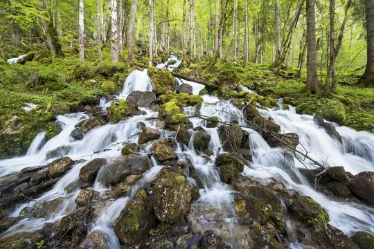 R&ouml;thbach with mossy stones, river at the end of R&ouml;thbach waterfall, Salet am K&ouml;nigssee, National Park Berchtesgaden, Berchtesgadener, Upper Bavaria, Bavaria, Germany