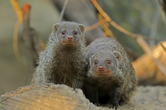 Dwarf mongoose (Helogale parvula), adult, pair, alert, curious, captive