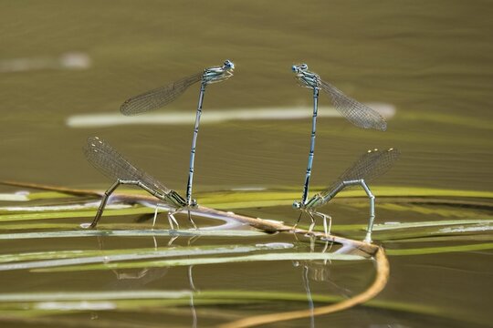 Azure damselflies (Coenagrion puella) laying eggs, Hesse, Germany