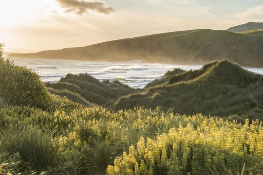 Blooming yellow lupines (Lupinus), Sandfly Bay, Dunedin, Otago, Otago Peninsula, Southland, New Zealand
