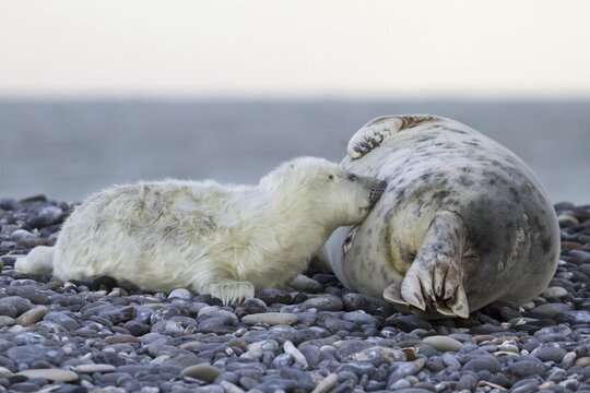 Grey Seal (Halichoerus grypus), pup is nursed by mother seal, Helgoland, Schleswig-Holstein, Germany