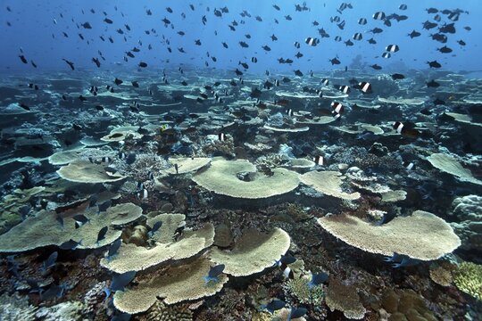 Reef flat with Acropora table coral (Acropora hyacinthus) and numerous, various reef fish, Indian Ocean, Bolifushi, South Mal&eacute; Atoll, Maldives