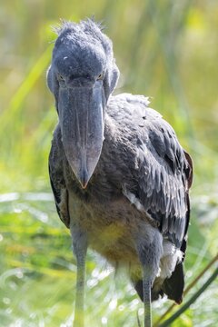 Shoebill (Balaeniceps rex), juvenile, animal portrait, evil eye, swamps of Mabamba, Lake Victoria, Uganda