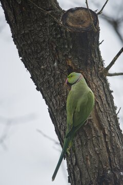 Rose-ringed parakeet (Psittacula krameri), Rhineland-Palatinate, Germany