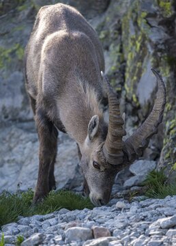 Alpine Ibex (Capra ibex) l&auml;uft &uuml;ber Fels, Mont Blanc Massif, Chamonix, France
