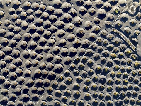 View from above of vines, typical drywall viticulture in volcanic landscape, volcanic ash, lapilli, aerial view, vines, La Geria wine-growing region, Lanzarote, Canary Islands, Spain