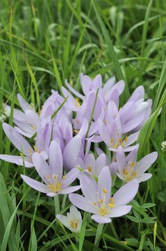 Autumn crocus also known as meadow saffron or naked lady (Colchicum autumnale), Peilstein, Triestingtal valley, Lower Austria, Austria, Europe