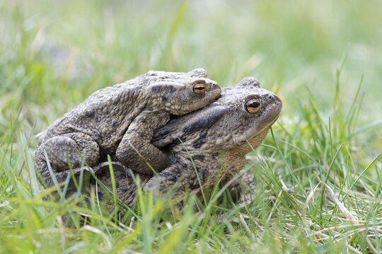 Common toads (Bufo bufo), migrating, Ruegen, Mecklenburg-Western Pomerania, Germany